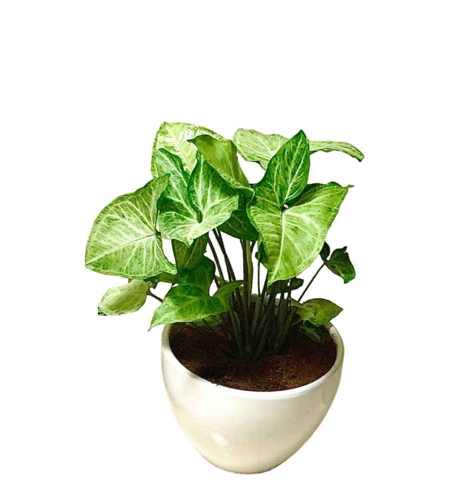 Syngonium podophyllum 30cm-35cm