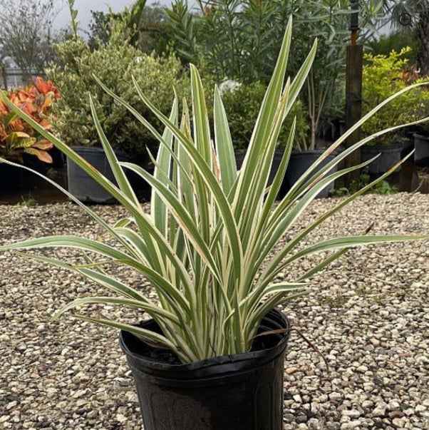 Dianella Tasmanica "Variegata" or Tasman Flax-lily
