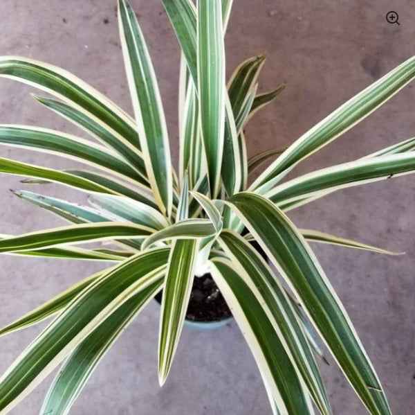 Dianella Tasmanica "Variegata" or Tasman Flax-lily