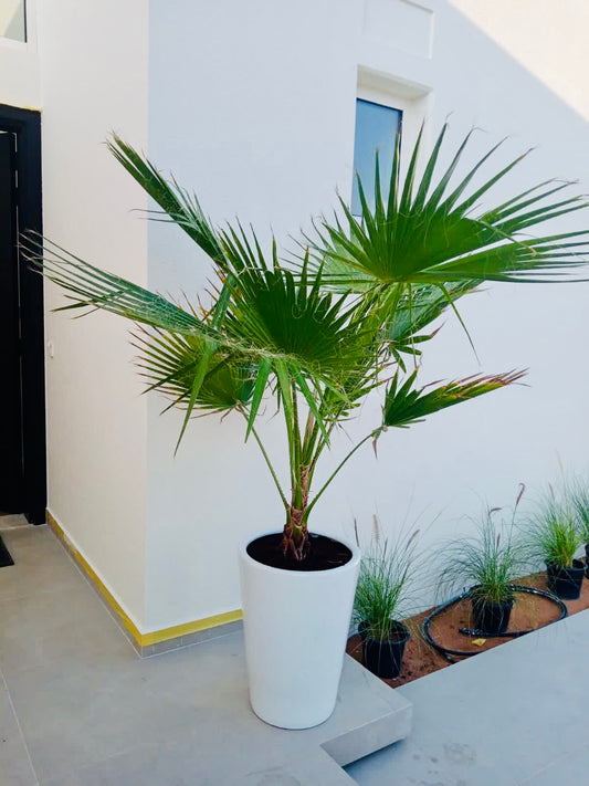 Large Washingtonia palm in tall white ceramic pot on modern outdoor patio