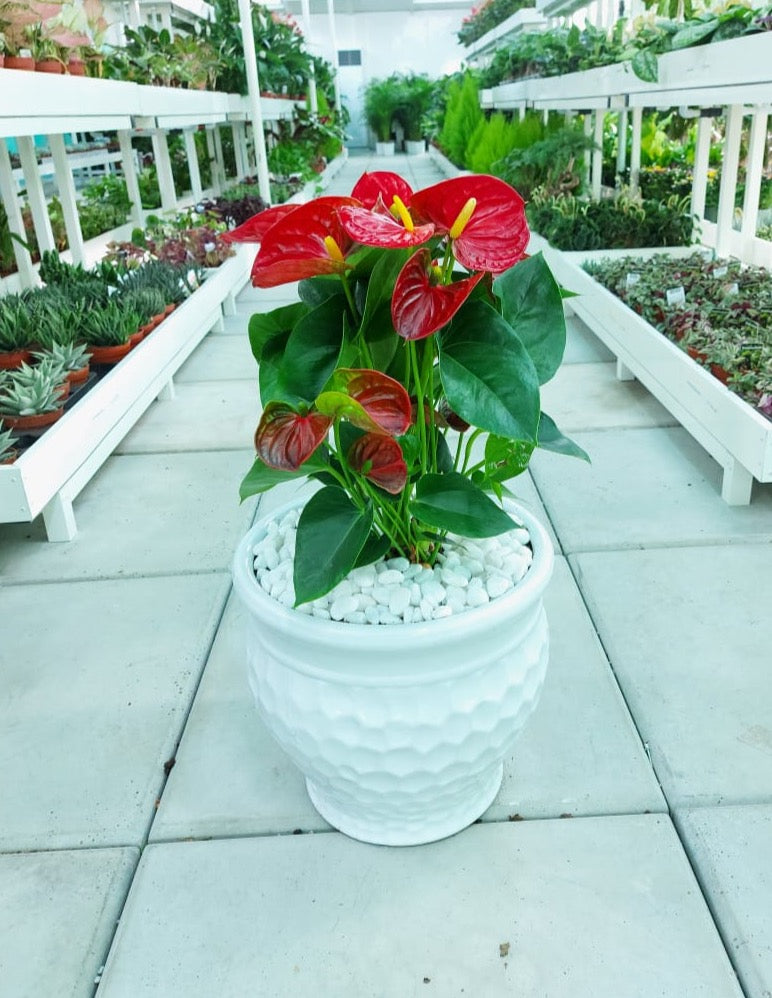 Red anthurium potted plant with white pebbles in a ceramic pot at an indoor plant nursery