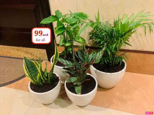 Indoor houseplants in white pots, set of four, green foliage, 99 AED offer, home decor