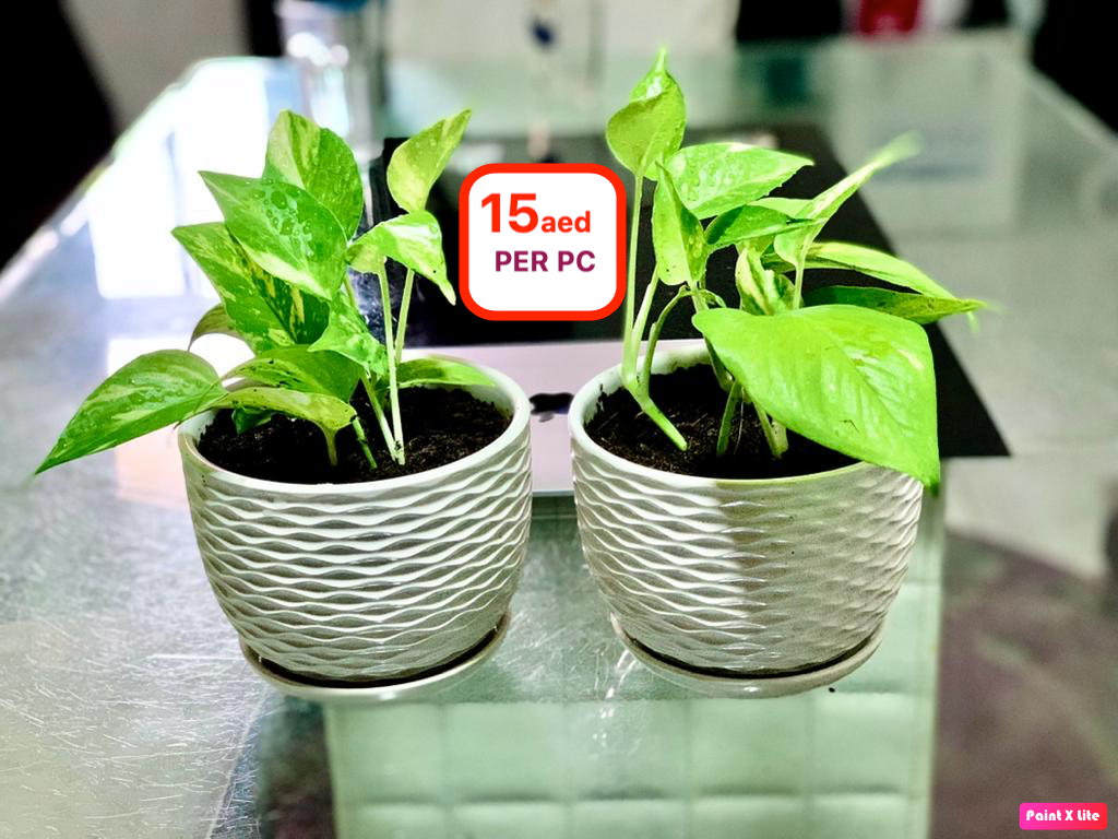Two potted indoor green plants in white ceramic pots on a glass table, price 15 AED each