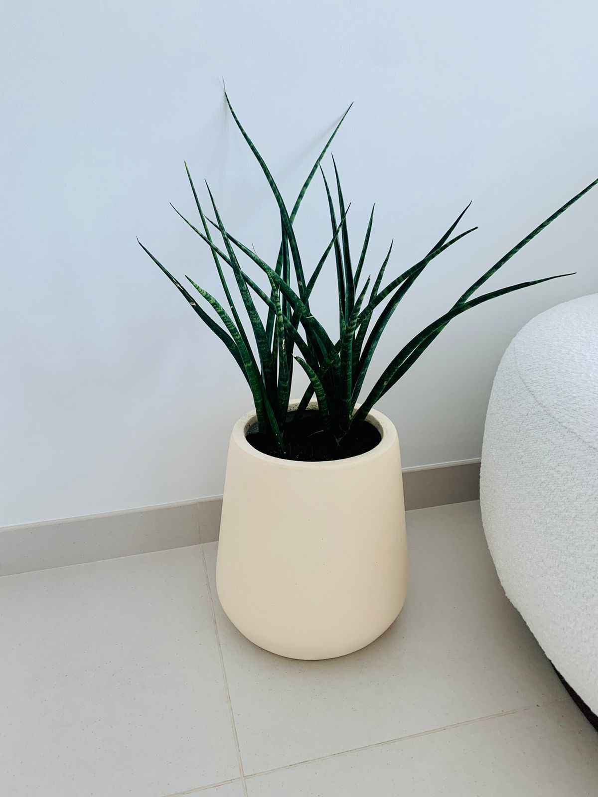 Sansevieria Bacularis Mikado/Snake Plant- Fiber Clay Pot