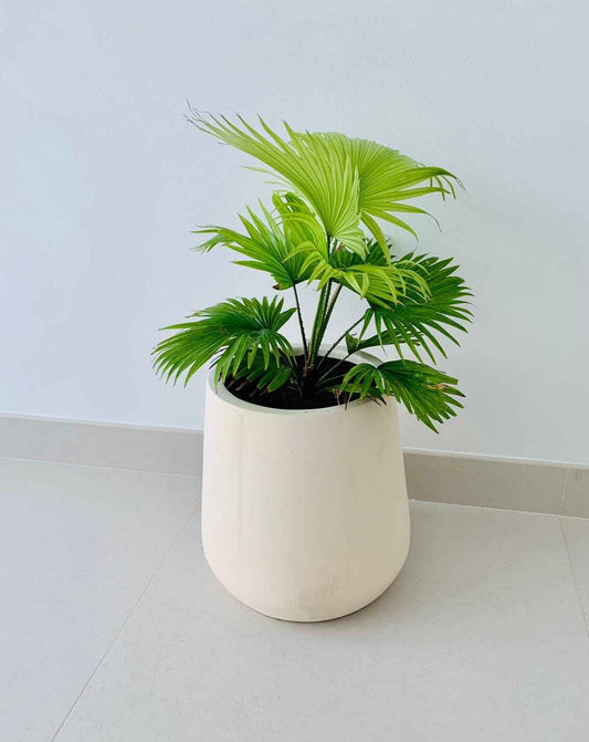 Livistonia Rotundifolia | Footstool Palm 25cm-30cm