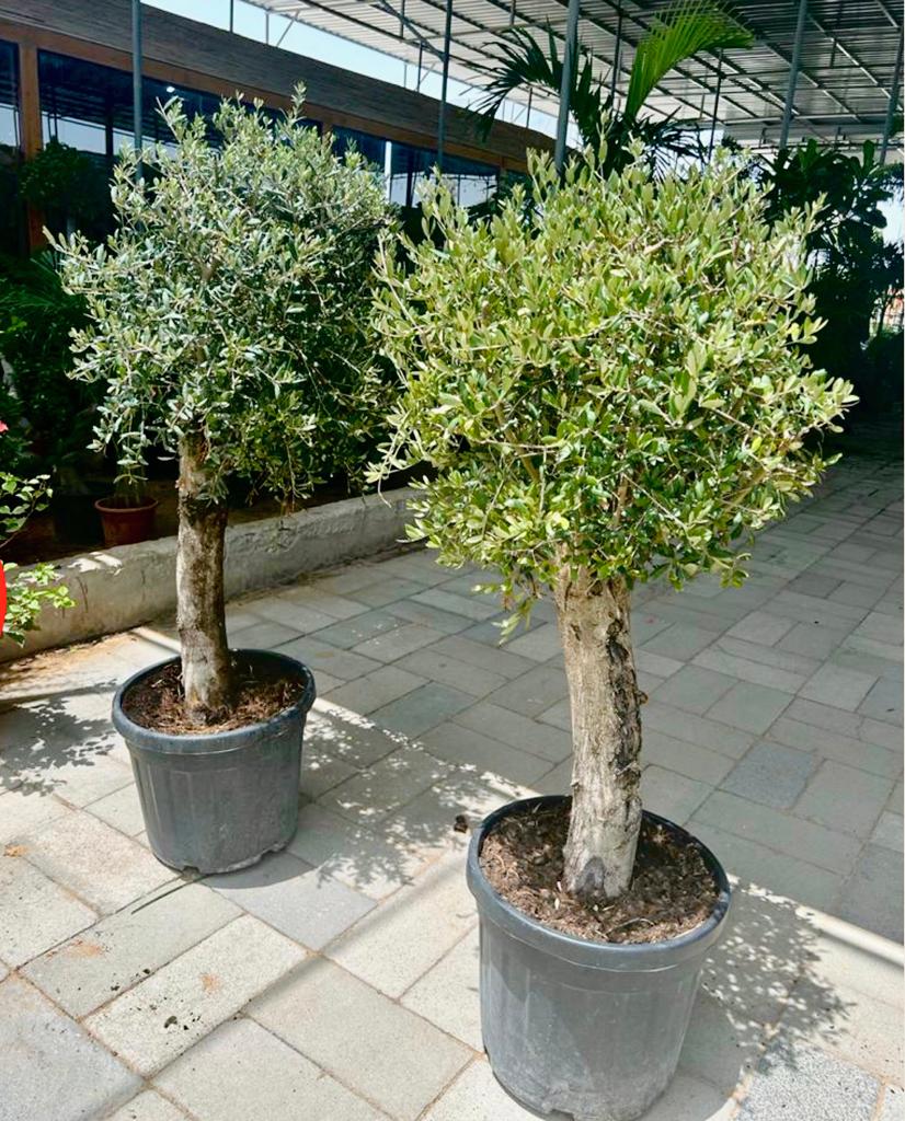 Two potted olive trees with dense green foliage outdoors on a tiled patio