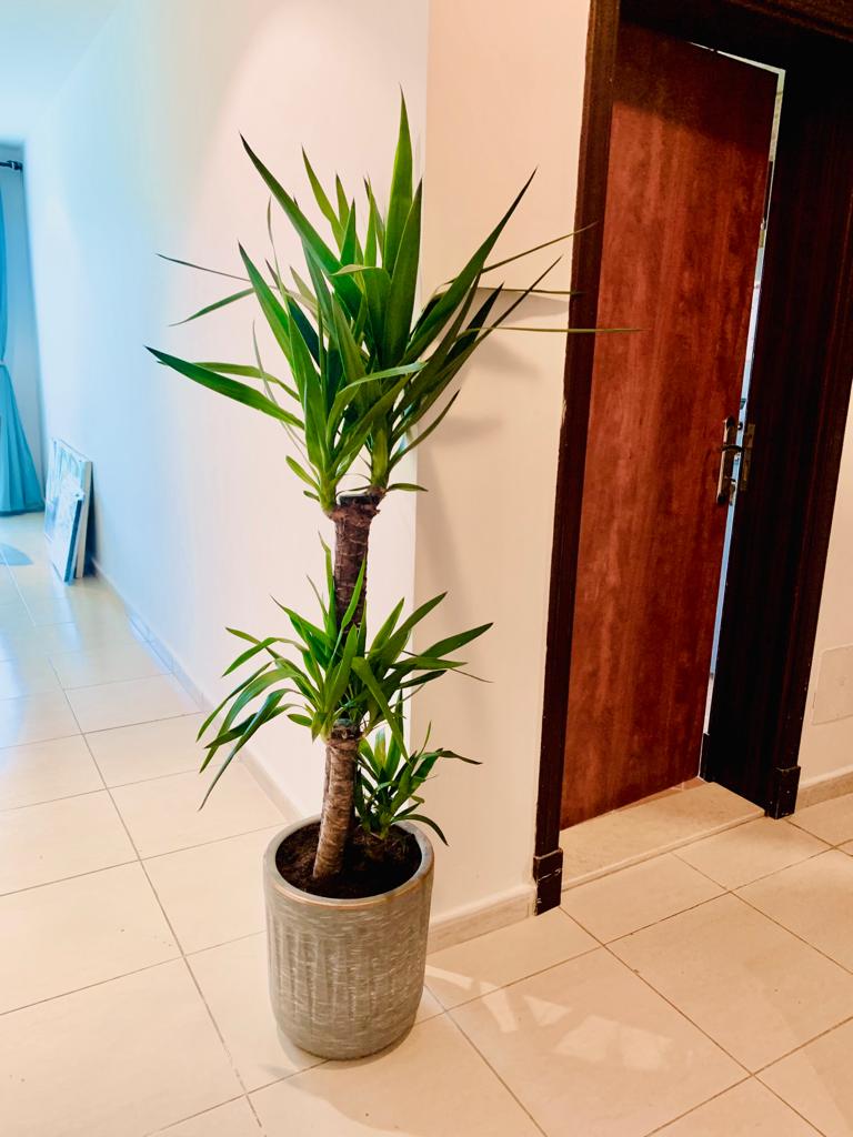 Tall indoor yucca plant in a ceramic pot placed on tiled floor near a wooden door