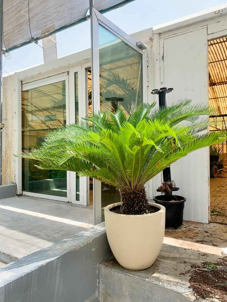 Cycas Palm/Sago Palm Large in FiberClay Pot