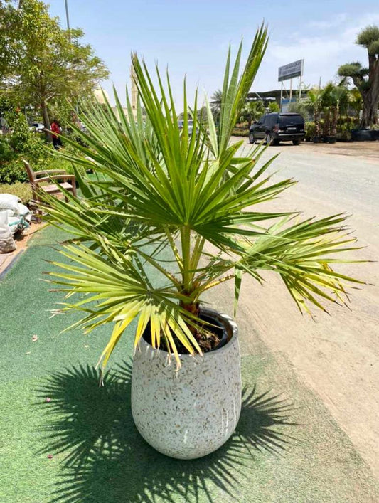 Outdoor potted palm plant in white speckled pot, placed on green artificial grass in sunlight.