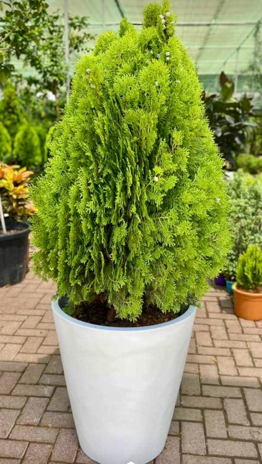 Potted evergreen conifer plant in a large white pot on brick patio in a greenhouse