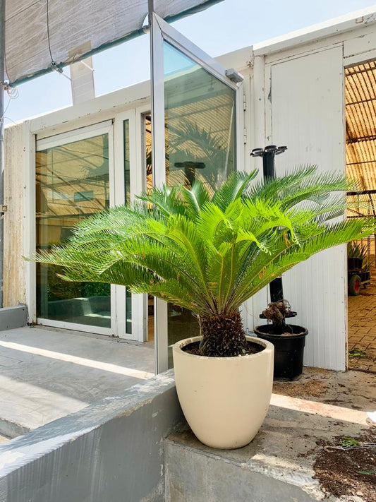Sago palm plant in cream pot outdoors near greenhouse entrance, lush green fronds