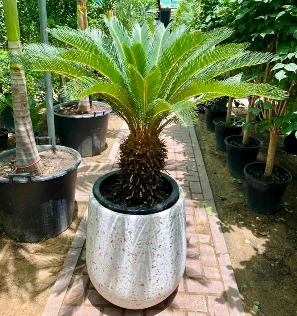 Cycas Palm/Sago Palm Large in FiberClay Pot