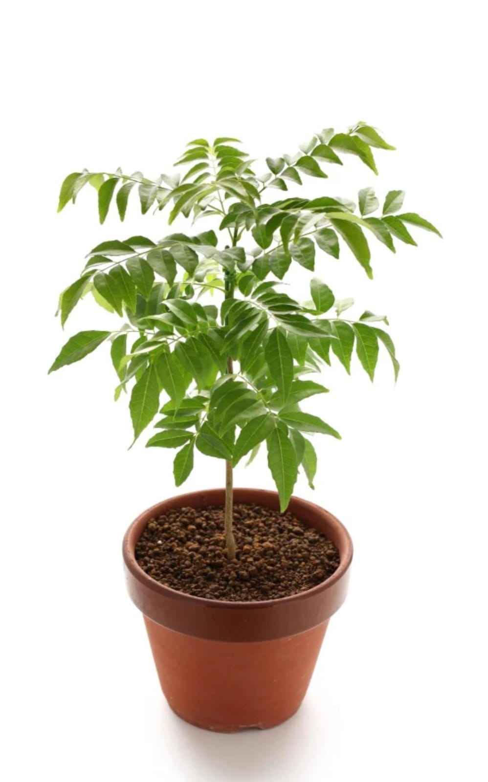 Curry Leaves,Kadi patta  with pot 30-40 cm