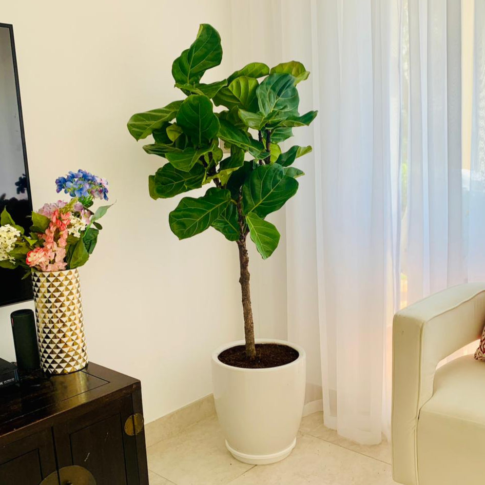Fiddle leaf fig plant in white pot near window in bright modern living room