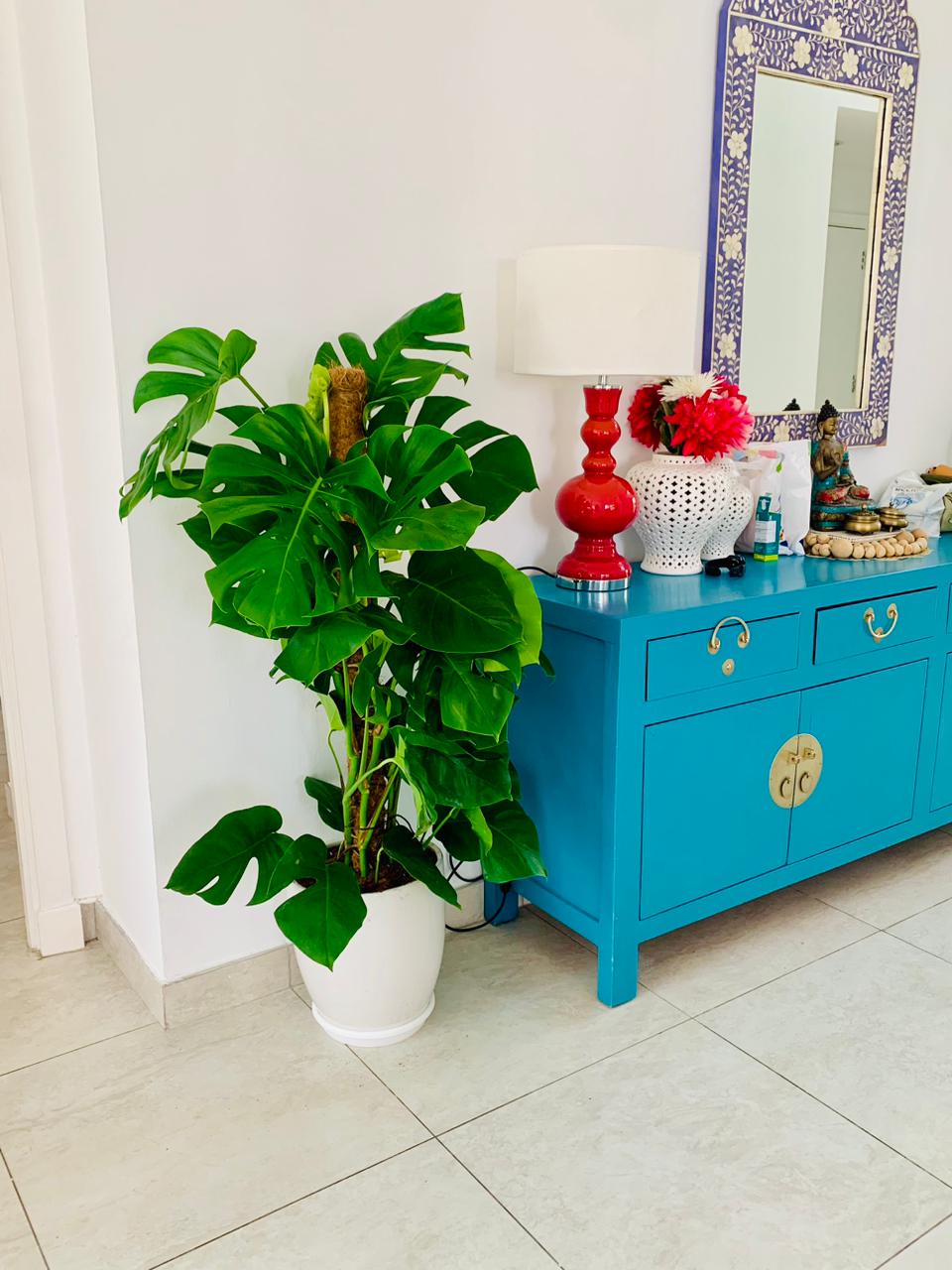 Potted monstera plant beside blue console table with red lamp and decorative mirror
