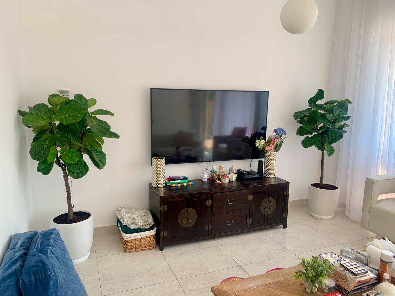 Modern living room with large fiddle leaf fig plants in white pots beside a TV console