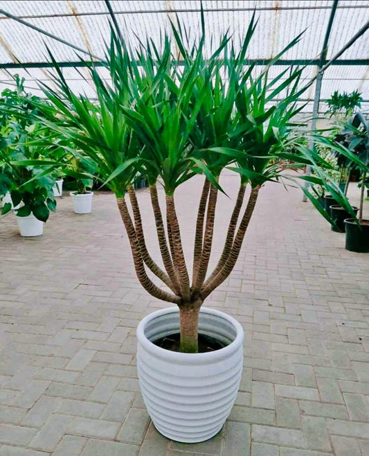 Tall indoor Dracaena plant with multiple woody stems in a white ribbed pot in a greenhouse