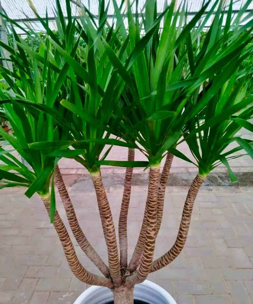 TwinPack: 2pcs Yucca multi-Trunk in Ceramic Pot