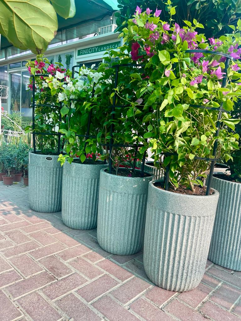 Outdoor flowering plants in modern ribbed grey planters on brick pavement