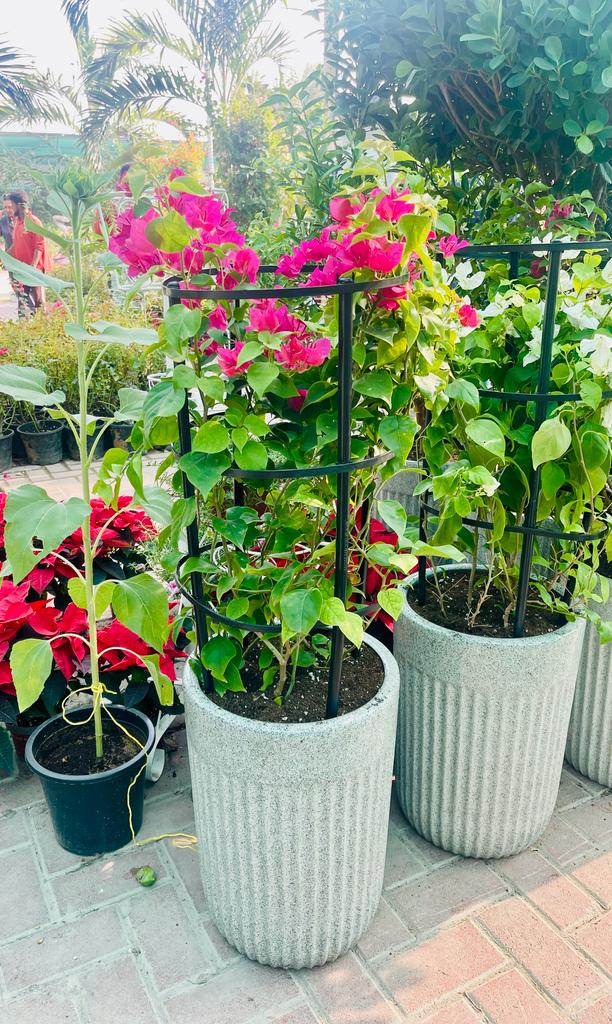 Bougainvillea plants with vibrant pink flowers in tall textured planters outdoors