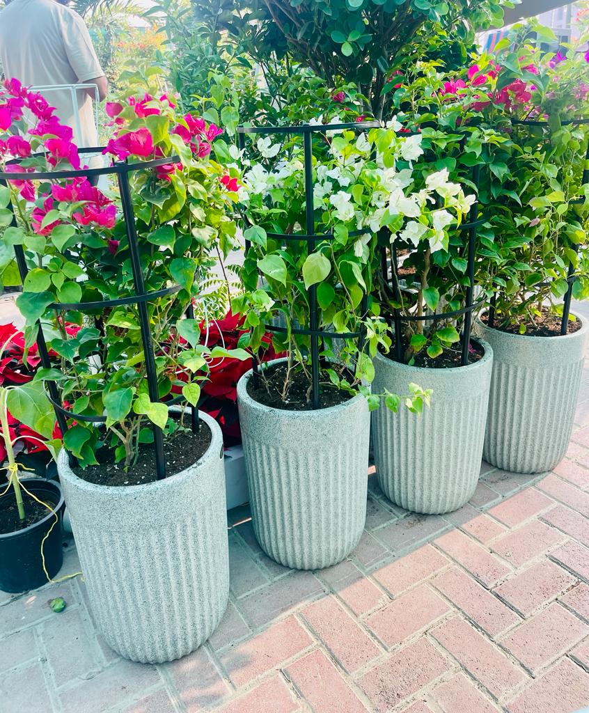Colorful bougainvillea plants in tall textured pots on outdoor brick patio