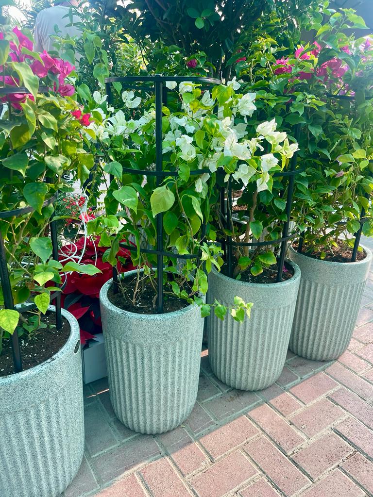 Flowering bougainvillea plants in textured grey pots on outdoor brick patio