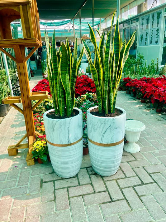 Two snake plants in tall marble-patterned planters at a garden nursery with flowers around.