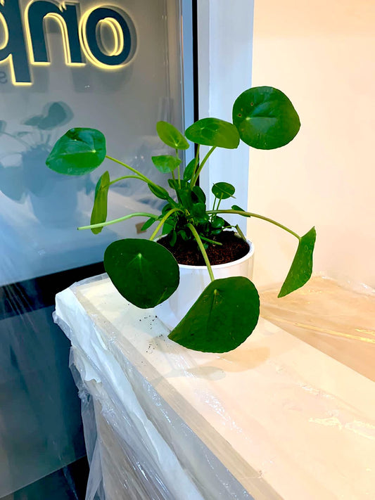 Pilea peperomioides houseplant with round green leaves in a white pot, indoor setting
