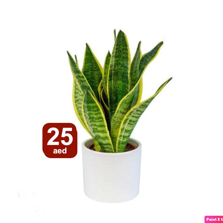 Snake plant in white pot, indoor decorative plant, 25 AED price label, houseplant