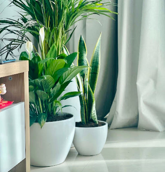 Indoor potted peace lily, snake plant, and palm near a window with white curtains