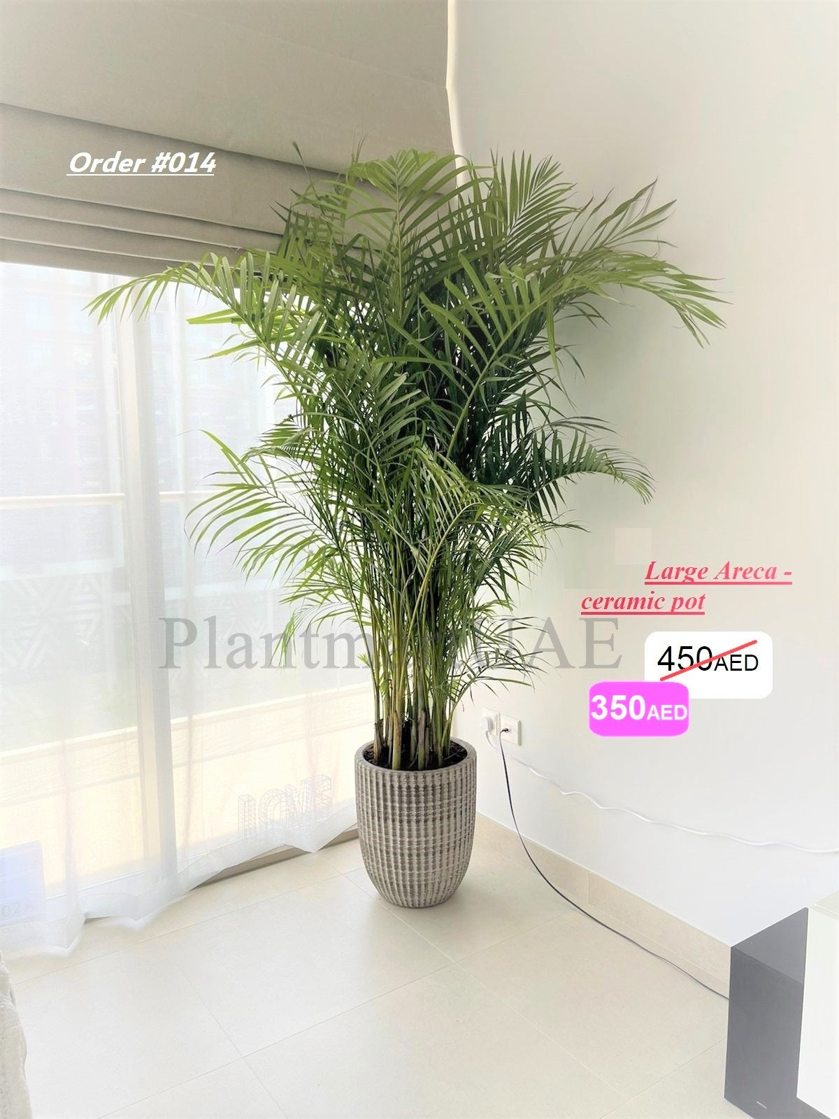 Tall indoor Areca palm in textured ceramic pot near bright window in modern living room