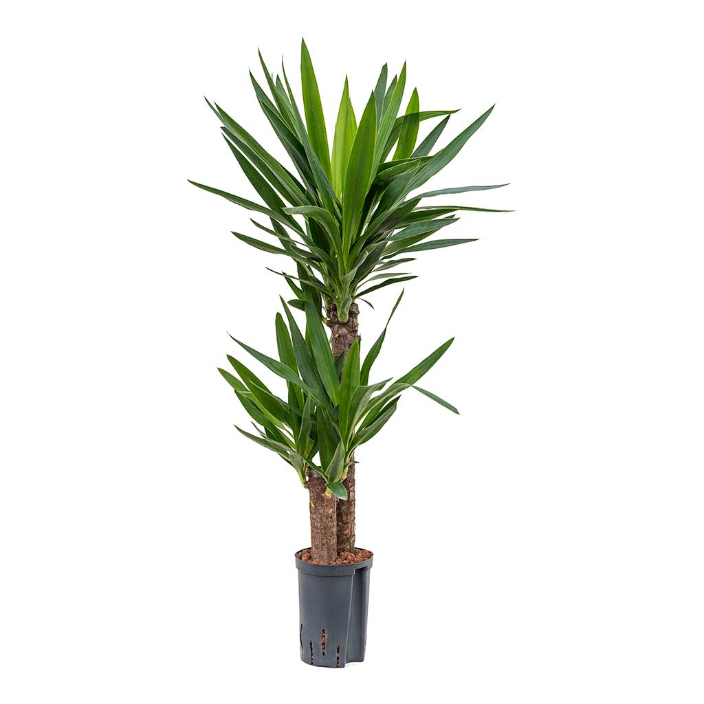 Yucca multi-stem indoor plant in black pot with lush green leaves on white background