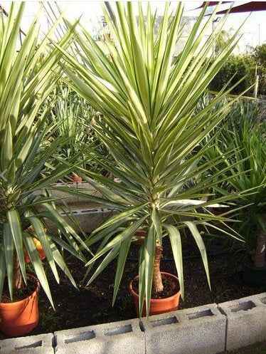 Yucca Jewel Variegated 60cm - 80cm  | Outdoor plant | Best Online Plant Shop | PlantMartUAE.com