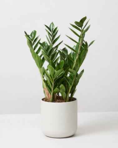 Zamioculcas Zamiifolia Plant - Zanzibar Gem Indoor Plant for Easy Care and Stylish Decor
