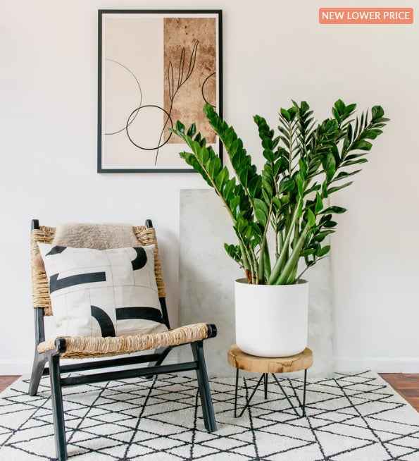 Zamioculcas Zamiifolia Plant - Zanzibar Gem Indoor Plant for Easy Care and Stylish Decor
