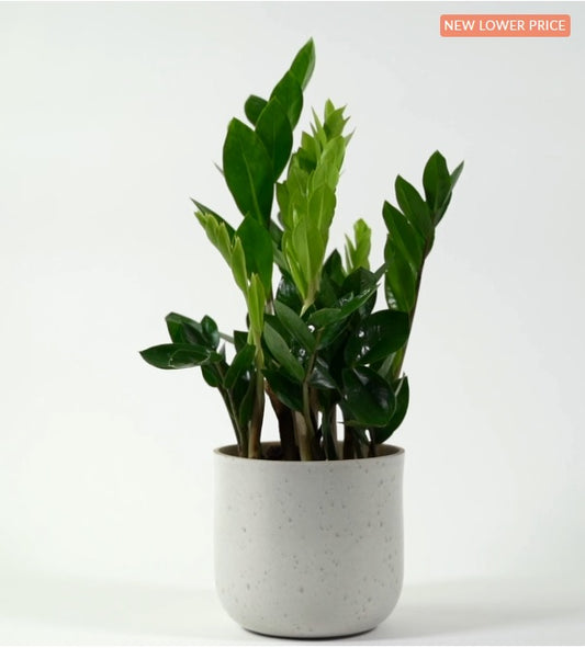 ZZ plant with glossy green leaves in a modern white pot on a plain background