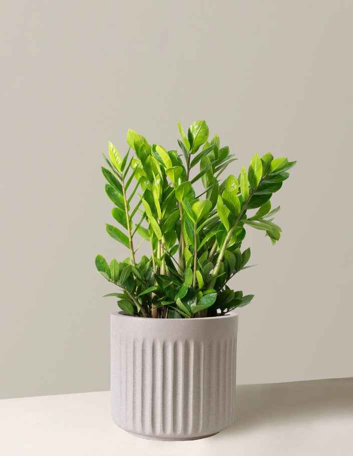 Zamioculcas Zamiifolia Plant - Zanzibar Gem Indoor Plant for Easy Care and Stylish Decor