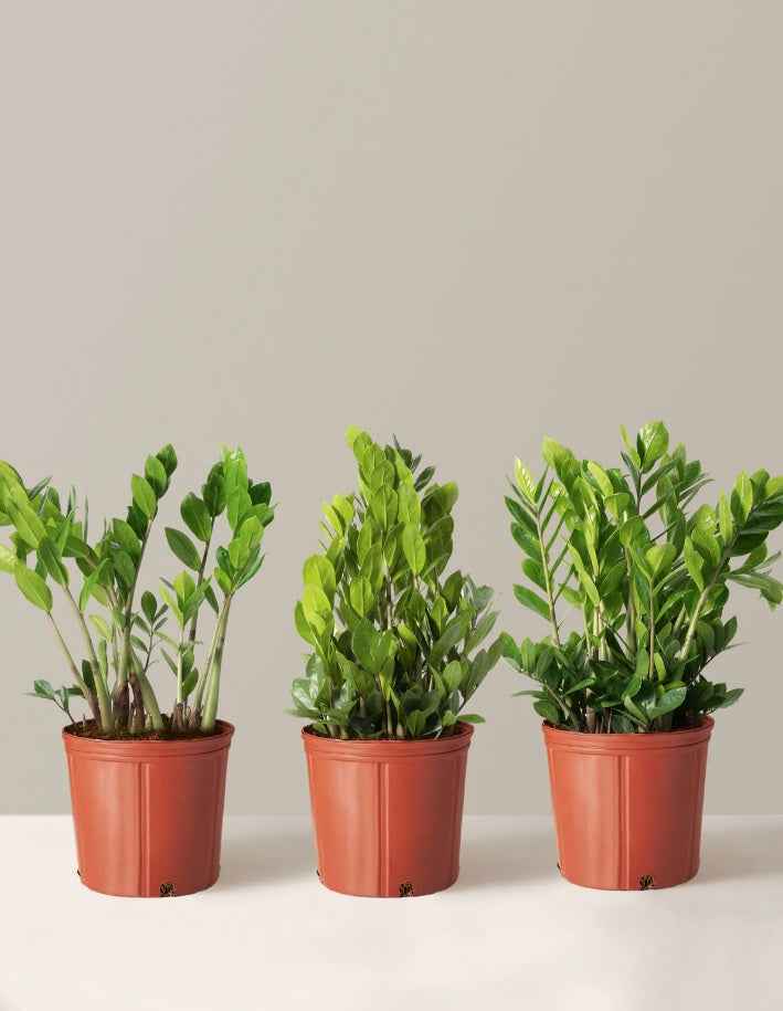 Zamioculcas Zamiifolia Plant - Zanzibar Gem Indoor Plant for Easy Care and Stylish Decor