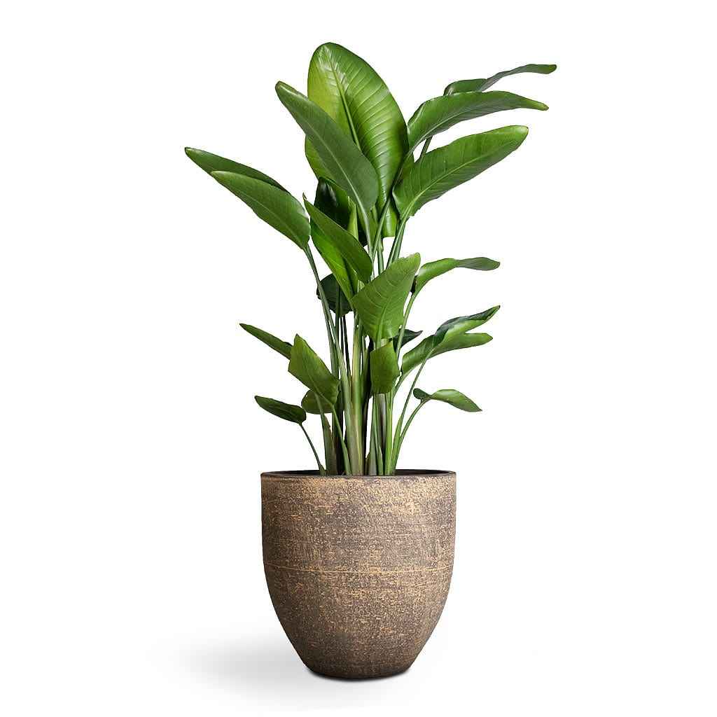 Strelitzia Nicolai: Giant Bird of Paradise