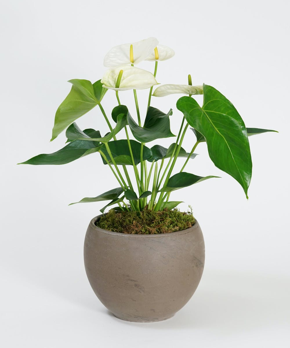 White anthurium plant with green leaves in a round gray pot on a white background