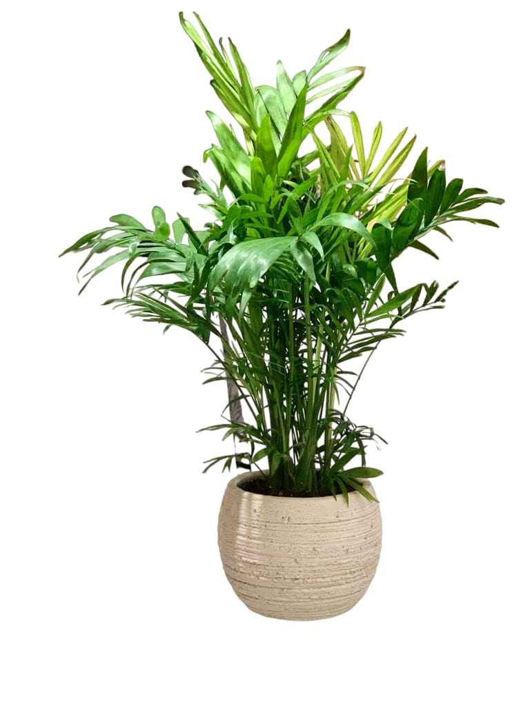 Chamaedorea Elegans 25cm-30cm indoor plant / Parlour Palm/ Bamboo Palm