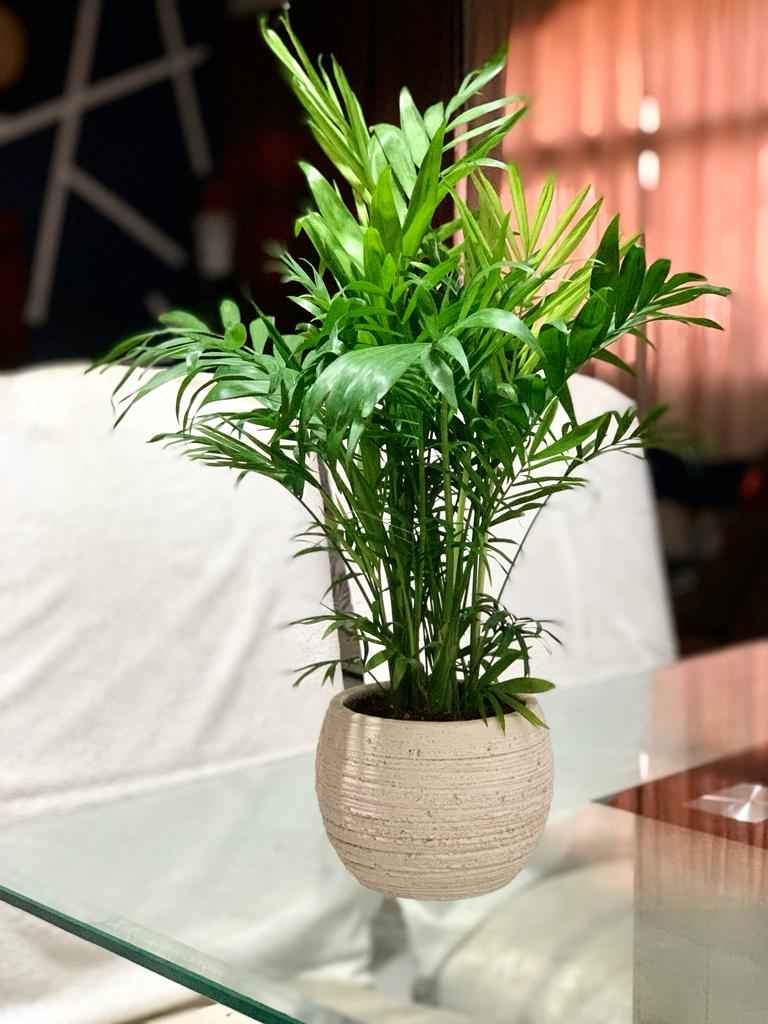 Chamaedorea Elegans 25cm-30cm indoor plant / Parlour Palm/ Bamboo Palm