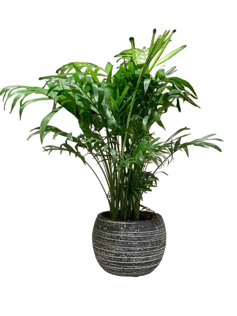 Chamaedorea Elegans 25cm-30cm indoor plant / Parlour Palm/ Bamboo Palm