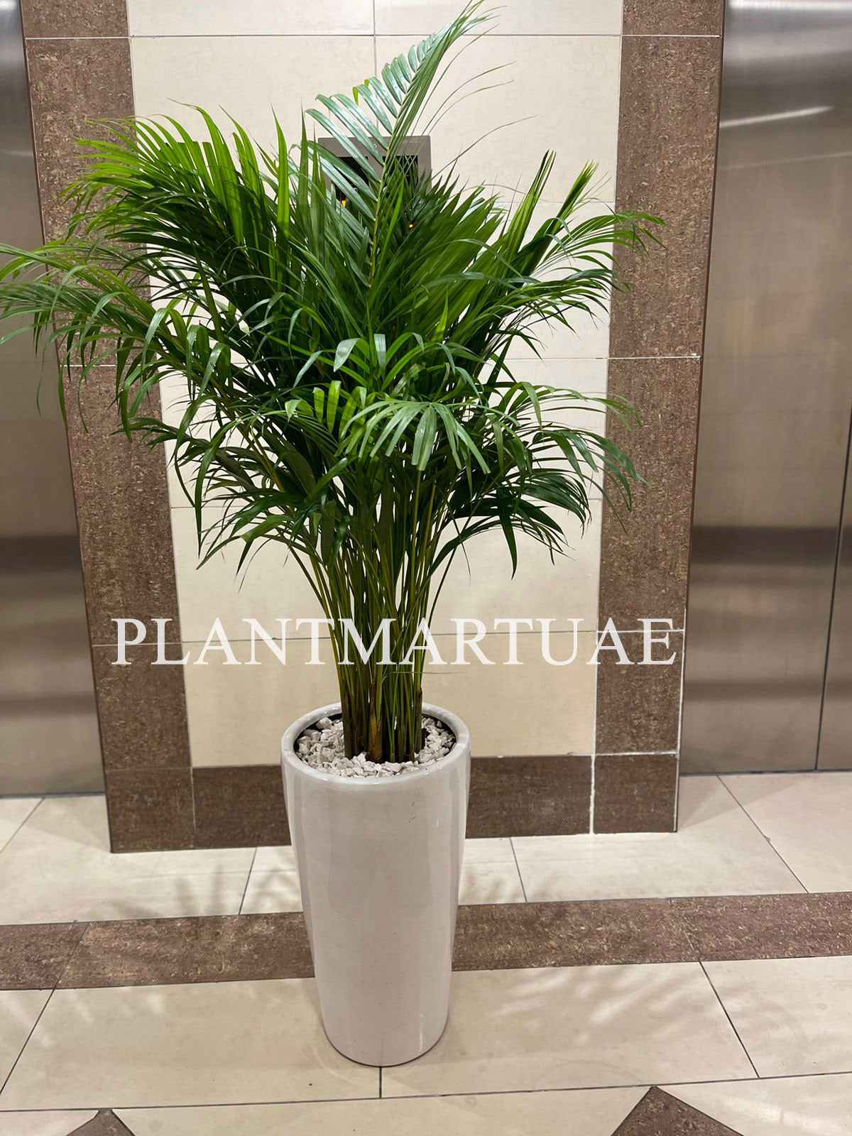Areca Palm Holland / Chrysalidocarpus Lutescens
