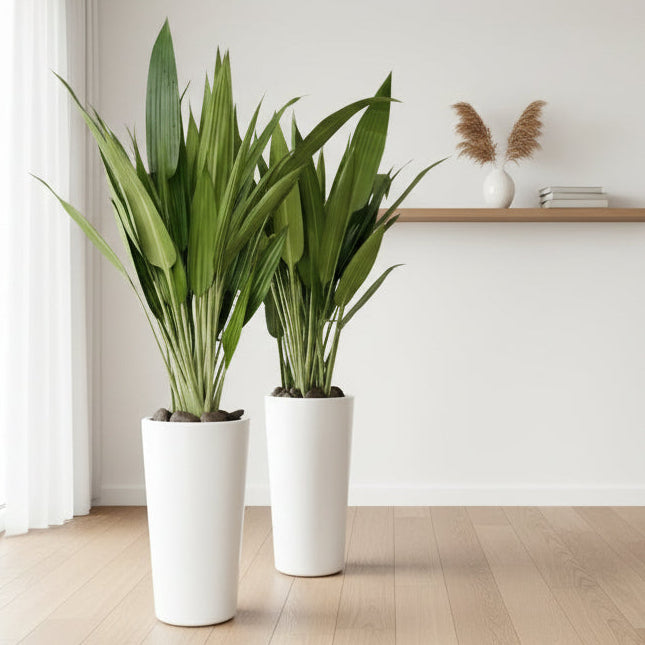 Lance Dracaena in Ceramic Pot (150cm+ Overall) | Dracaena Aubryana Indoor Plant | Cast Iron Plant |