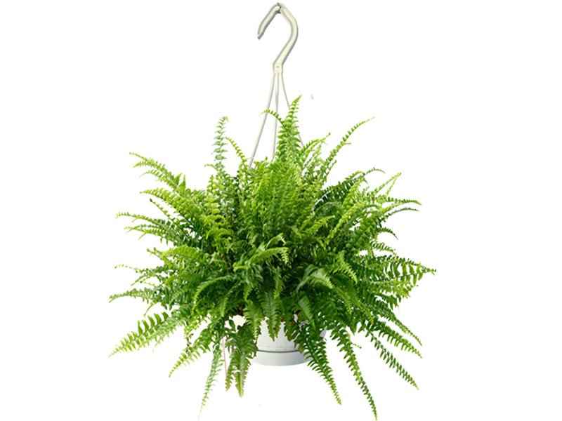 Boston Fern Indoor Plant in Ceramic Pot | Nephrolepis exaltata “Green Lady” | Best Online Store at PlantMartAE.com