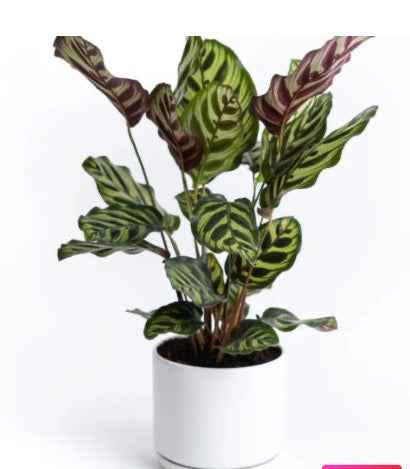 Calathea Makoyana, Cathedral Windows indoor plant