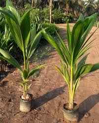 Coconut Tree 1.2mtr - 1.5mtr