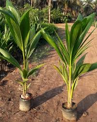 Coconut Tree 1.2mtr - 1.5mtr