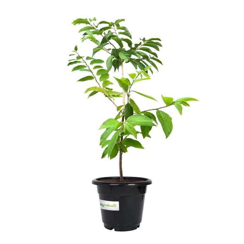 Custard Apple | Annona Reticulata | 1mtr